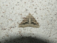 Frederickia s-signata