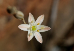 Ornithogalum