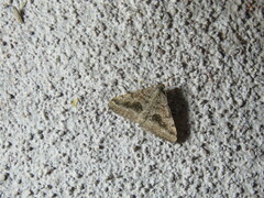 Frederickia s-signata