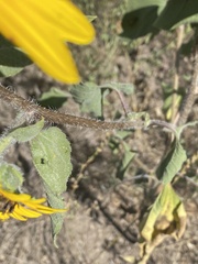 Helianthus petiolaris
