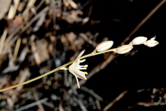 Ornithogalum