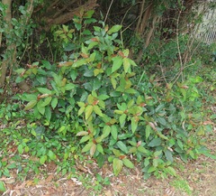 Ficus sur