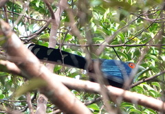 Phaenicophaeus sumatranus