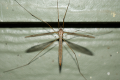 Tipula