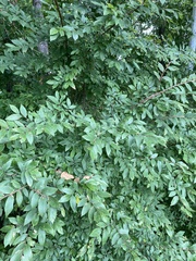 Ulmus alata