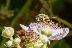 Eristalis anthophorina