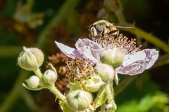 Eristalis anthophorina