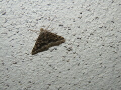 Frederickia s-signata