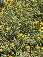 Tagetes lucida