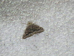 Frederickia s-signata