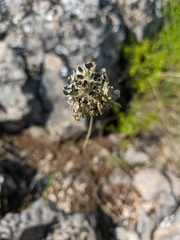 Allium decipiens quercetorum