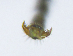 Euura gracilidentata