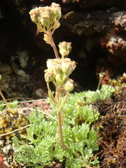 Artemisia glomerata