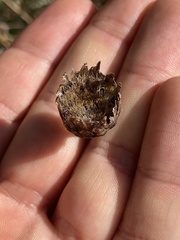 Leuzea conifera