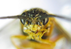 Euura gracilidentata