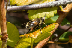 Eristalis anthophorina