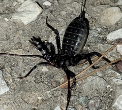 Mastigoproctus giganteus