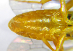 Euura gracilidentata