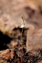 Ornithogalum