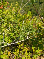 Spiraea hypericifolia
