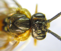 Euura gracilidentata