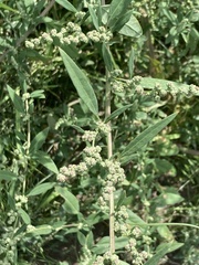 Chenopodium album