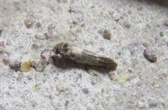 Cochylina