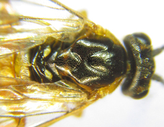 Euura gracilidentata