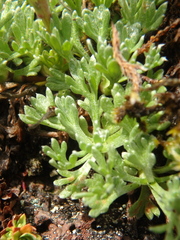 Artemisia glomerata