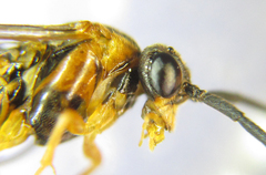 Euura gracilidentata