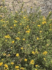Tagetes lucida