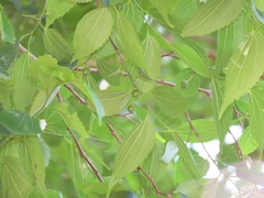 Celtis africana