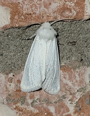 Copablepharon albisericea