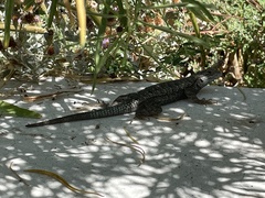 Sceloporus occidentalis longipes
