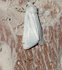 Copablepharon albisericea