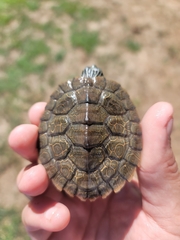 Graptemys geographica