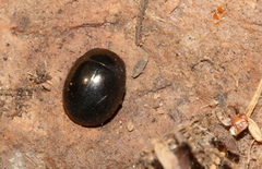 Chrysomelinae