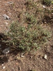 Leuzea conifera