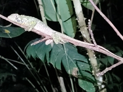 Sauria