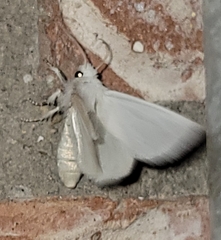 Copablepharon albisericea