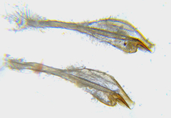 Euura gracilidentata