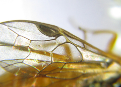 Euura gracilidentata
