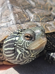 Graptemys geographica