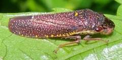 Paraulacizes irrorata