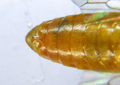 Euura gracilidentata
