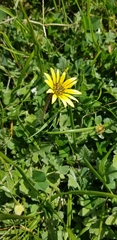 Arctotheca calendula