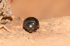 Chrysomelinae