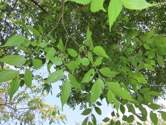 Celtis africana