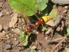 Delta unguiculatum