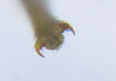 Euura gracilidentata